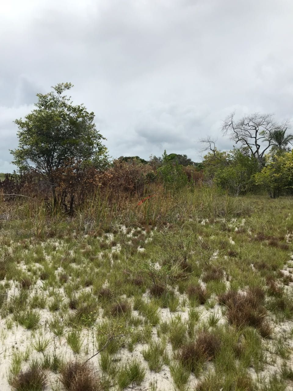 Terreno à venda, 150000m² - Foto 5