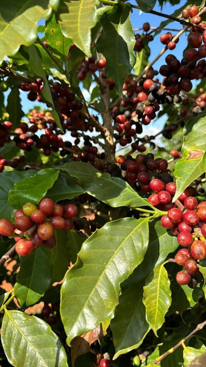 Fazenda, 130 hectares - Foto 3
