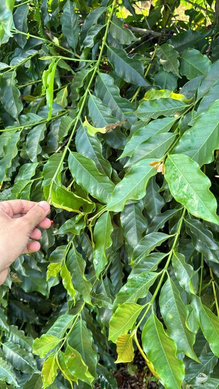 Fazenda, 130 hectares - Foto 10