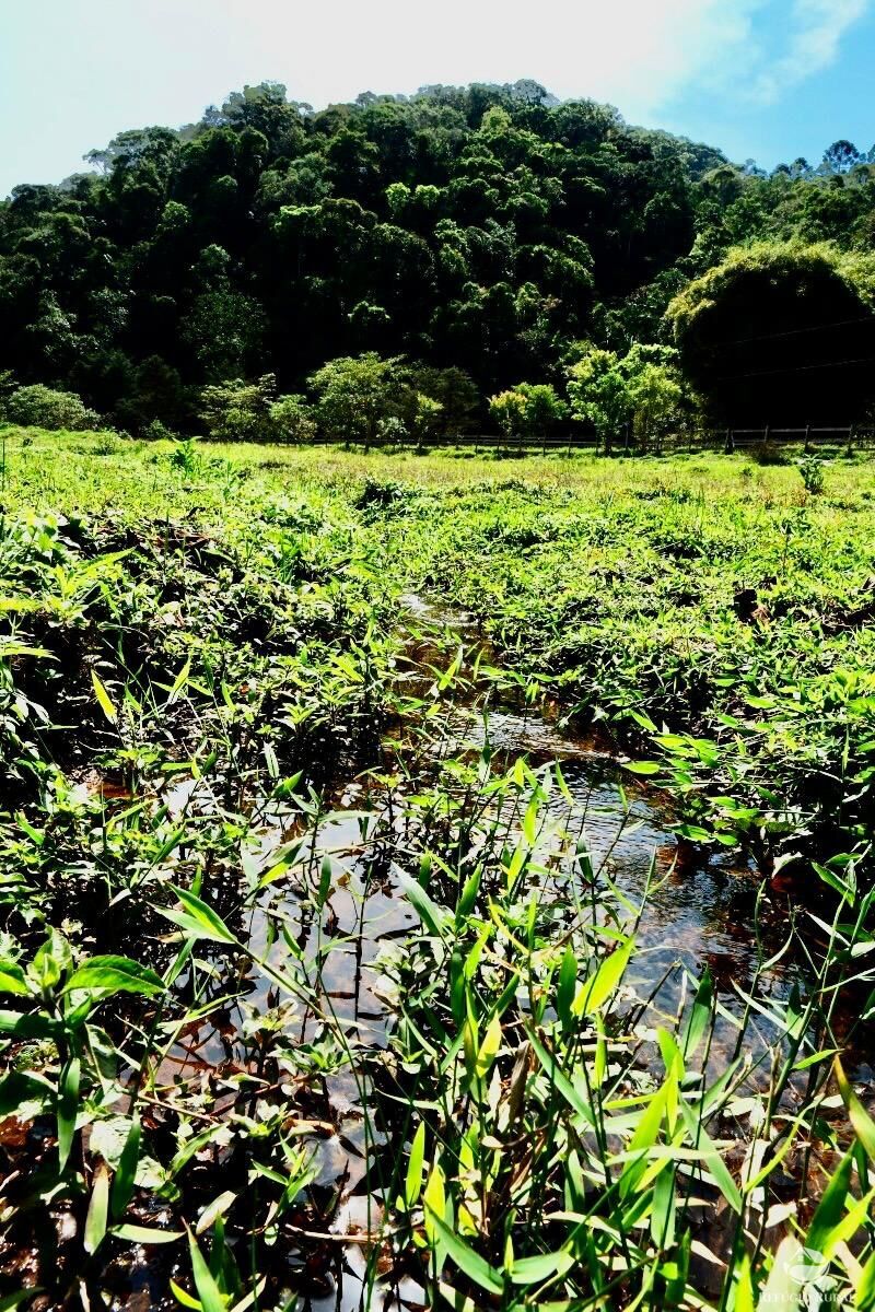 Chácara, 1 quarto, 2 hectares - Foto 10