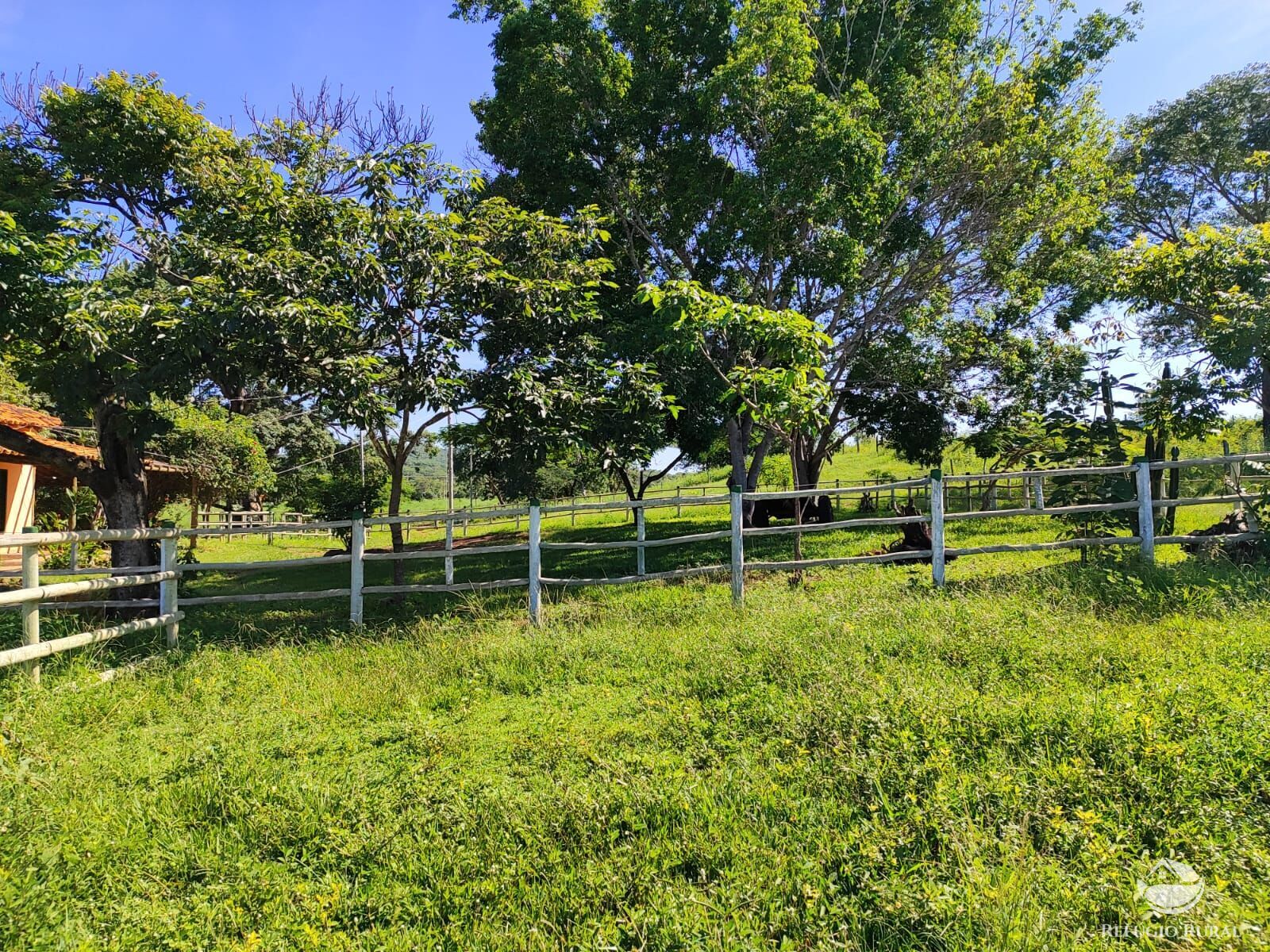 Fazenda, 1300 hectares - Foto 6