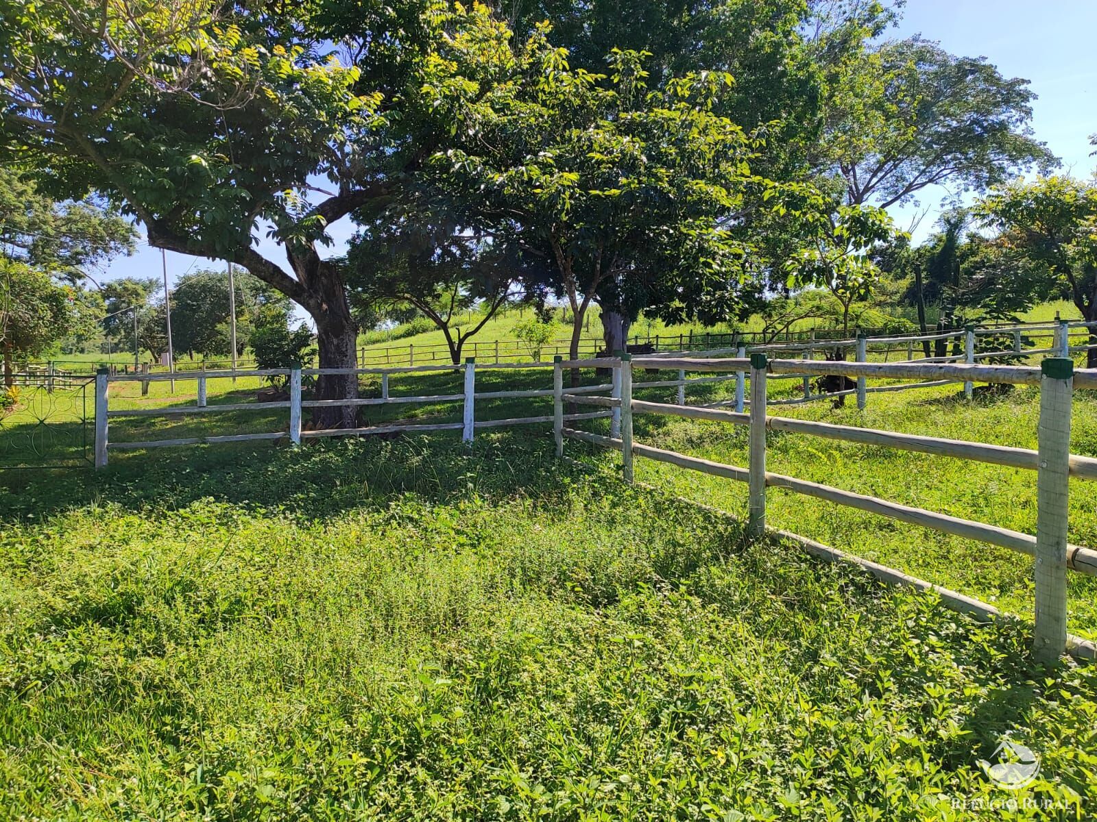 Fazenda, 1300 hectares - Foto 2