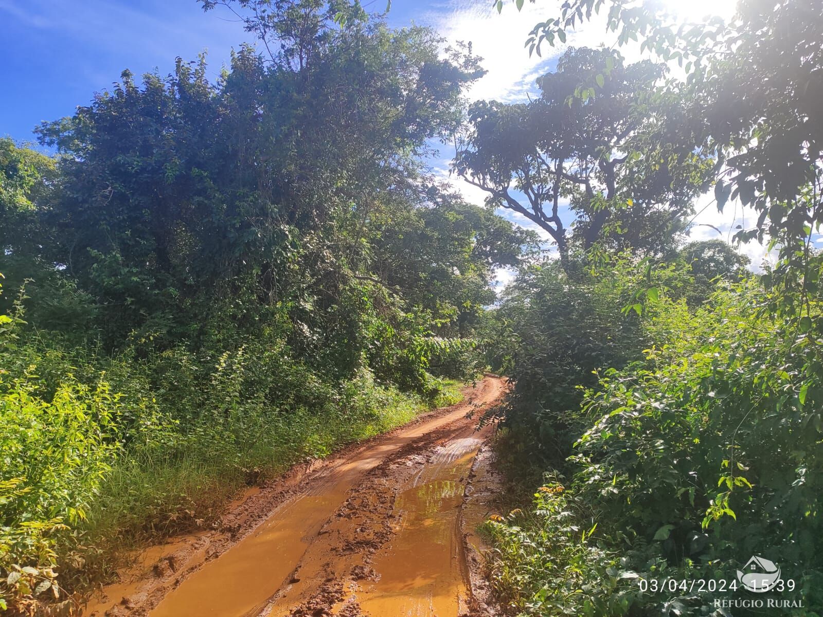 Fazenda, 1300 hectares - Foto 4