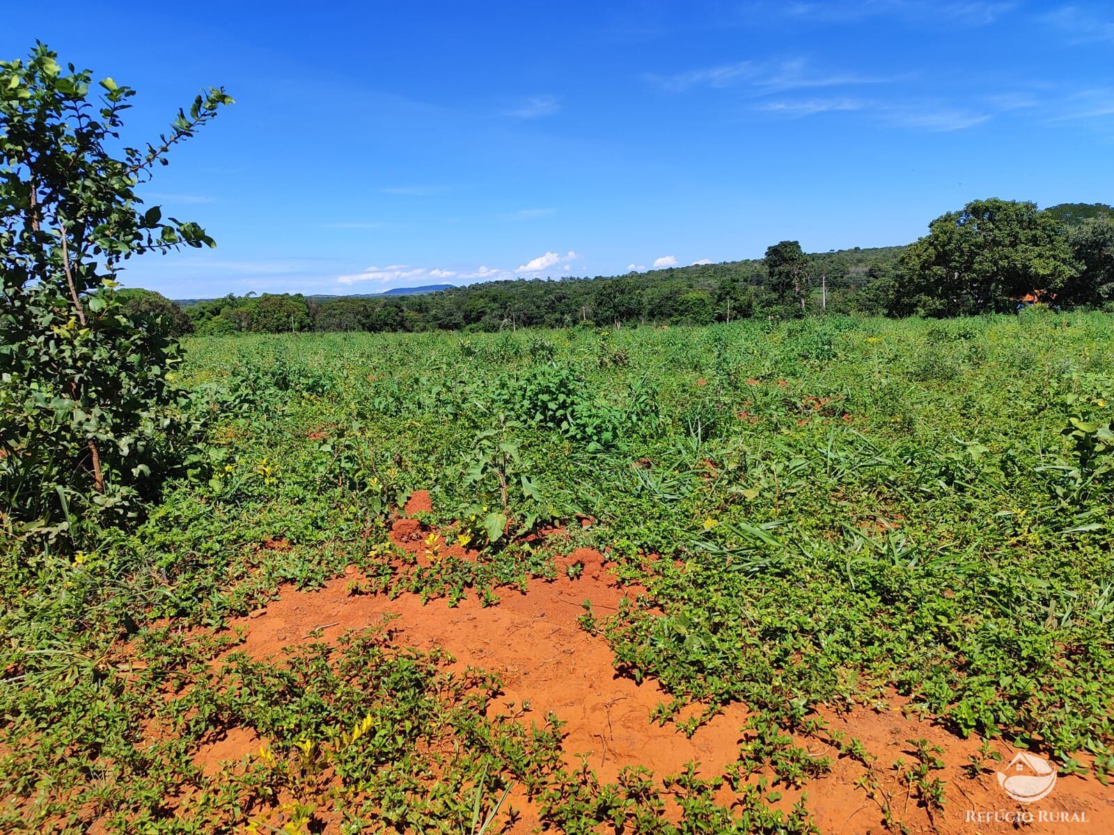 Fazenda, 1300 hectares - Foto 9