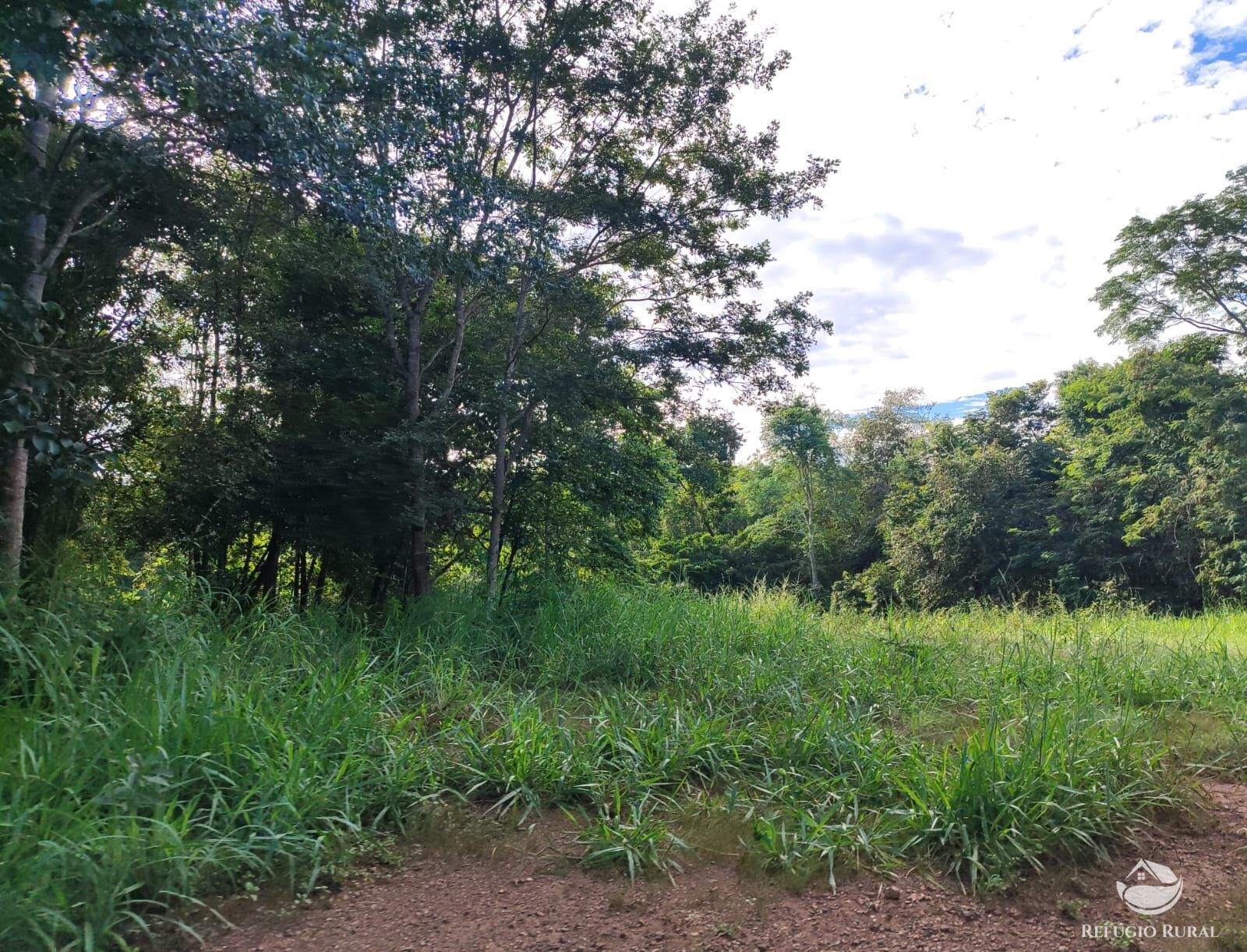 Fazenda, 1300 hectares - Foto 18