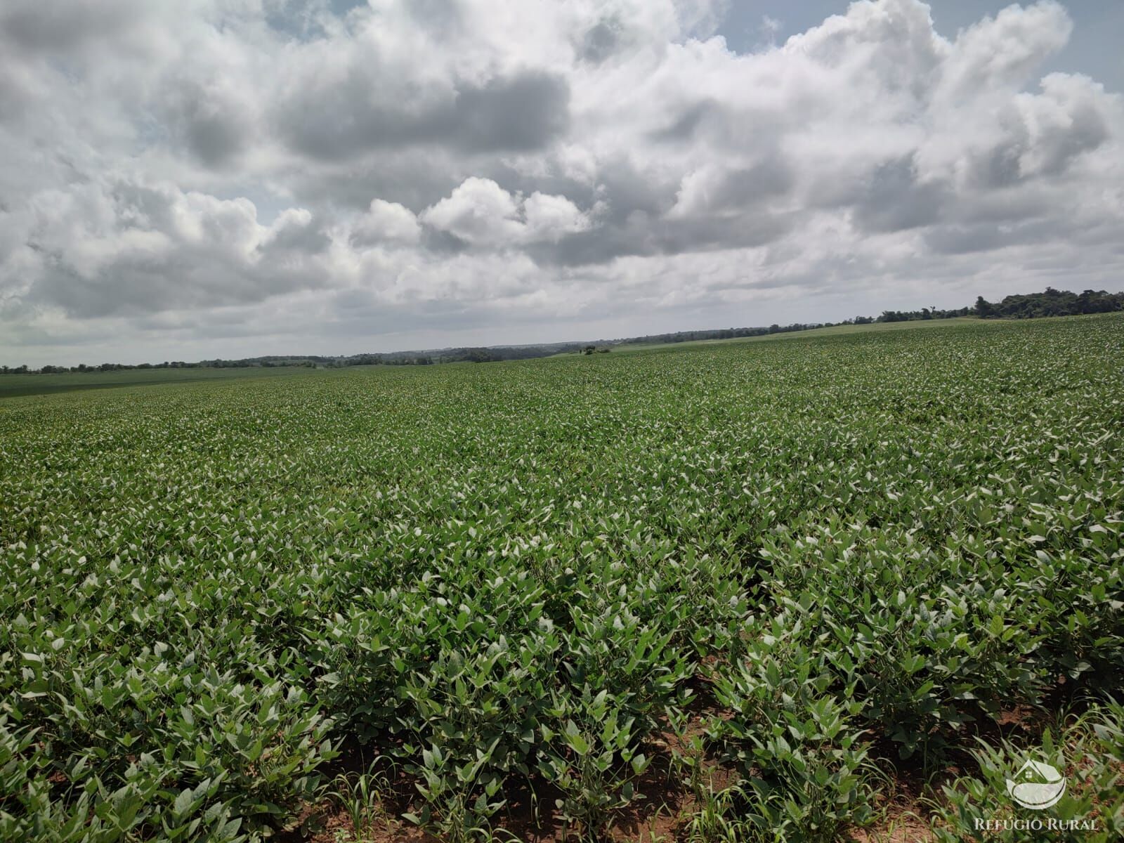 Fazenda à venda com 1 quarto, 32040000m² - Foto 39