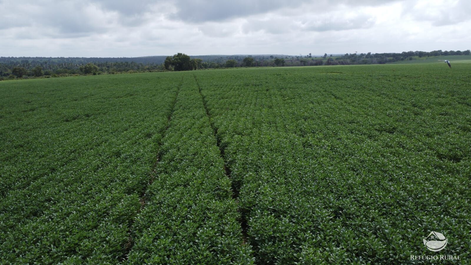 Fazenda à venda com 1 quarto, 32040000m² - Foto 1