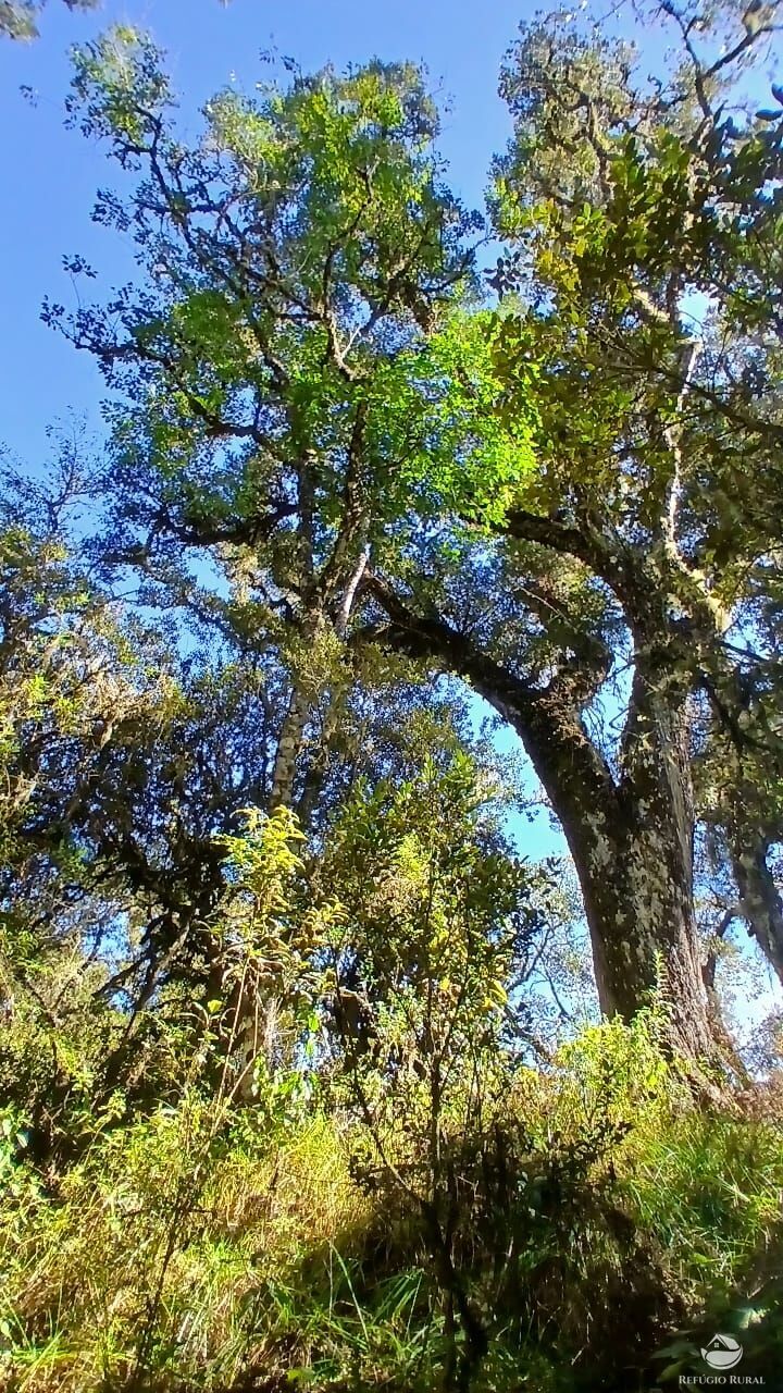 Sítio, 2 quartos, 10 hectares - Foto 16