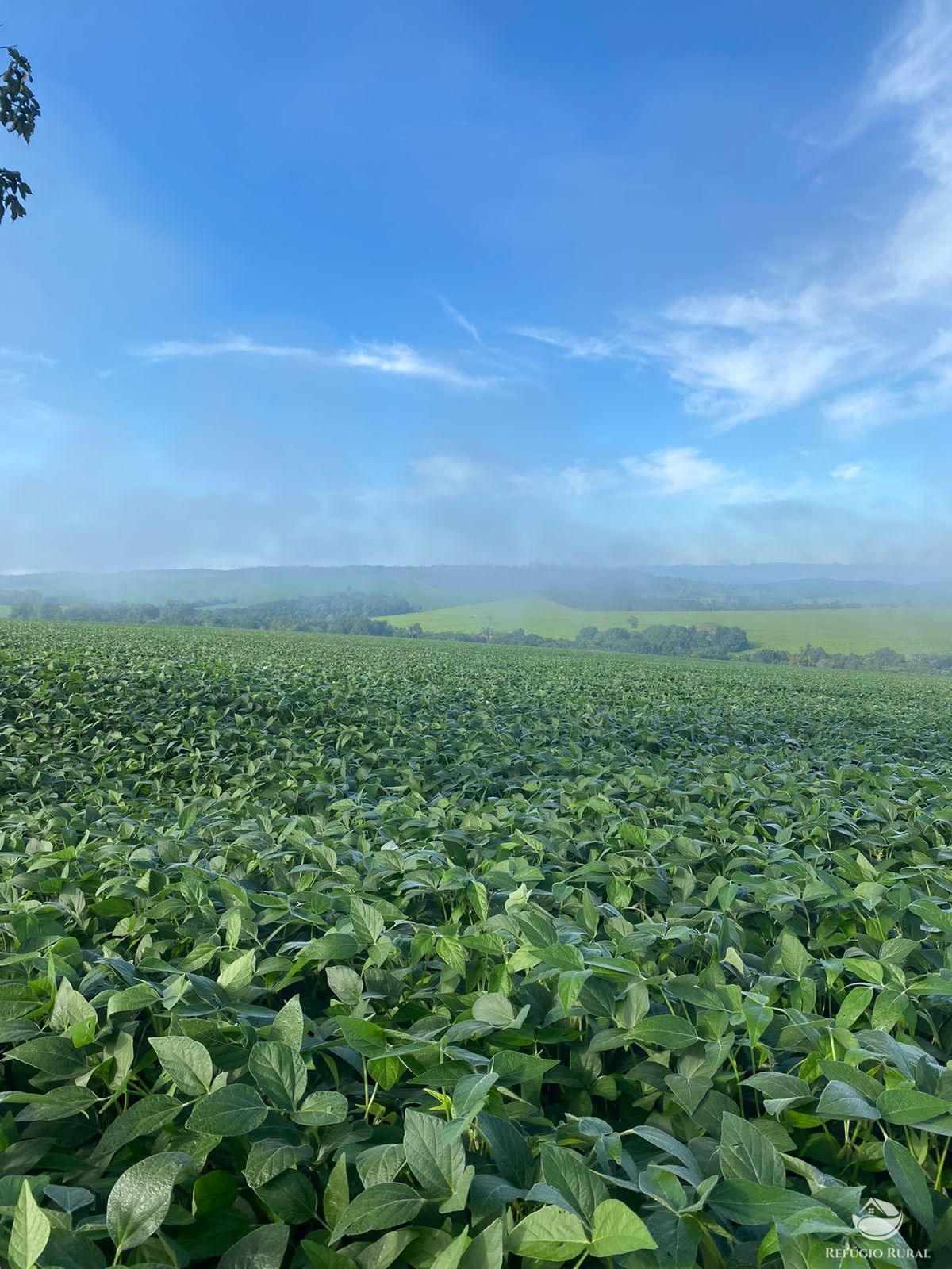 Fazenda à venda com 5 quartos, 12580000m² - Foto 9