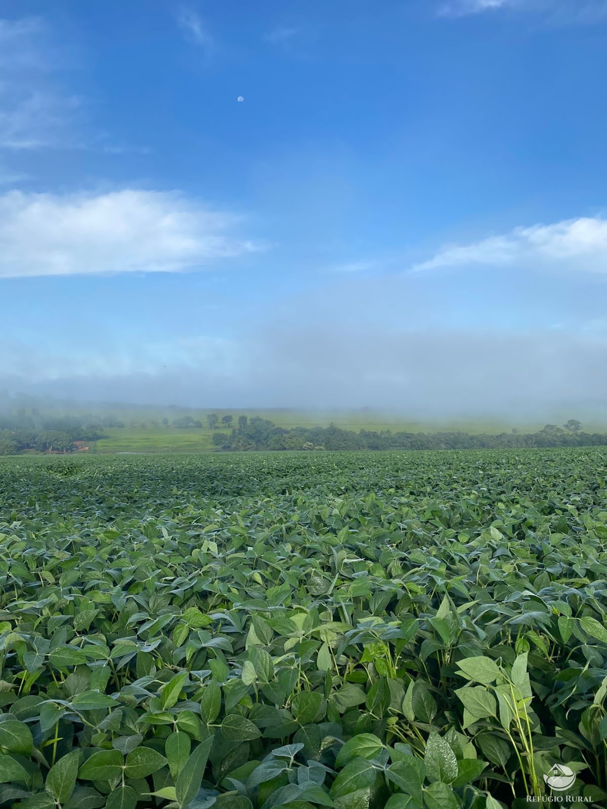 Fazenda à venda com 5 quartos, 12580000m² - Foto 10