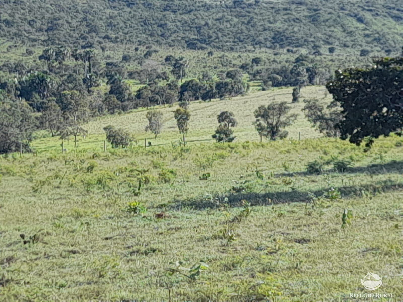 Fazenda à venda com 3 quartos, 13697200m² - Foto 15