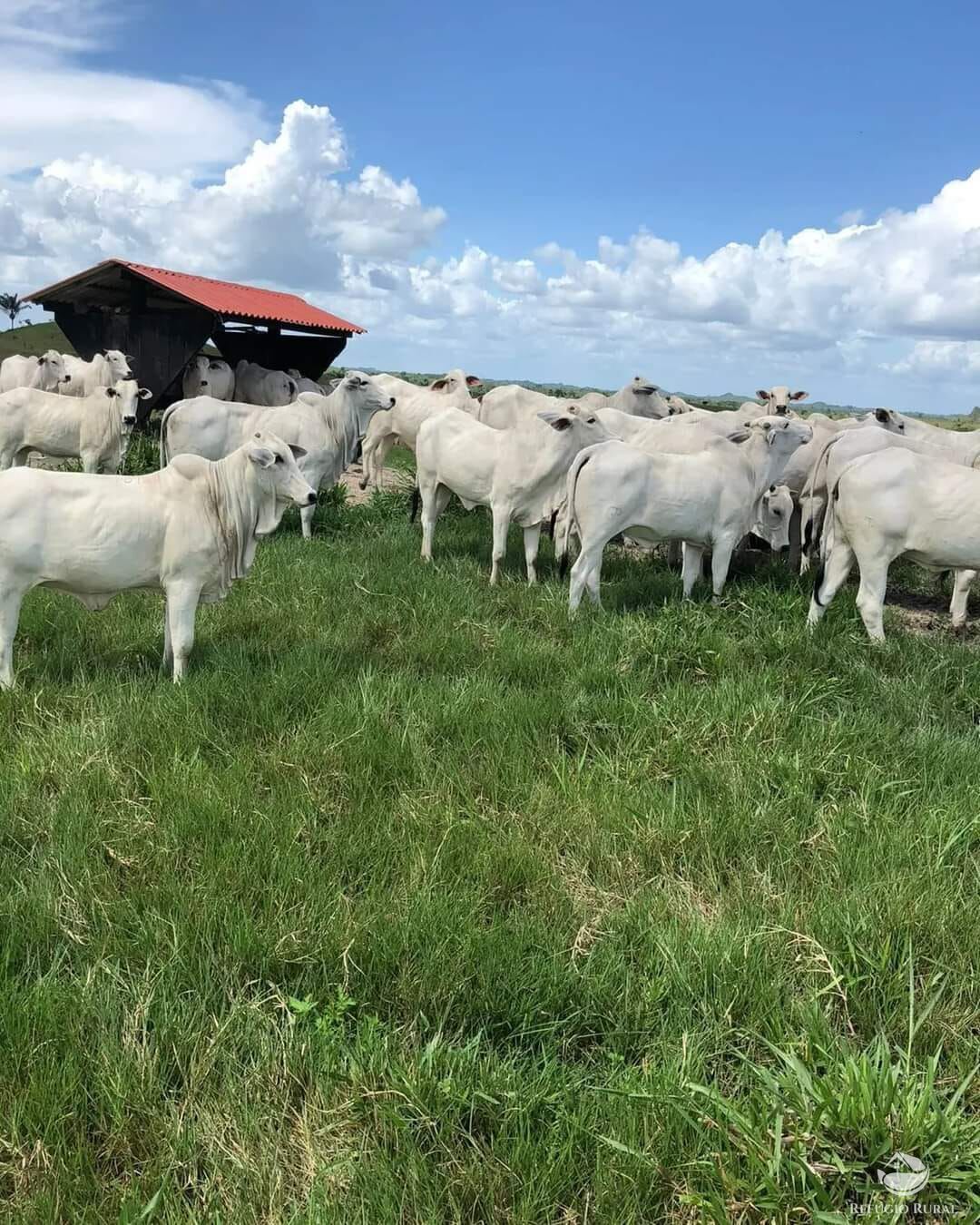 Fazenda à venda com 10 quartos, 60000000m² - Foto 11