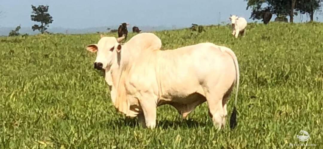 Fazenda à venda com 10 quartos, 60000000m² - Foto 12