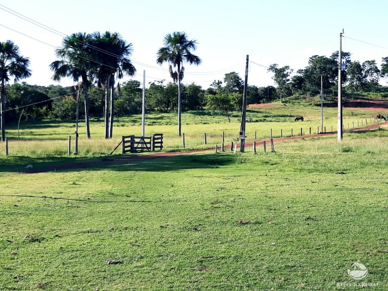 Fazenda, 1597 hectares - Foto 5