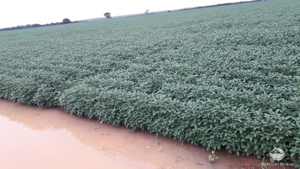 Fazenda, 1597 hectares - Foto 4