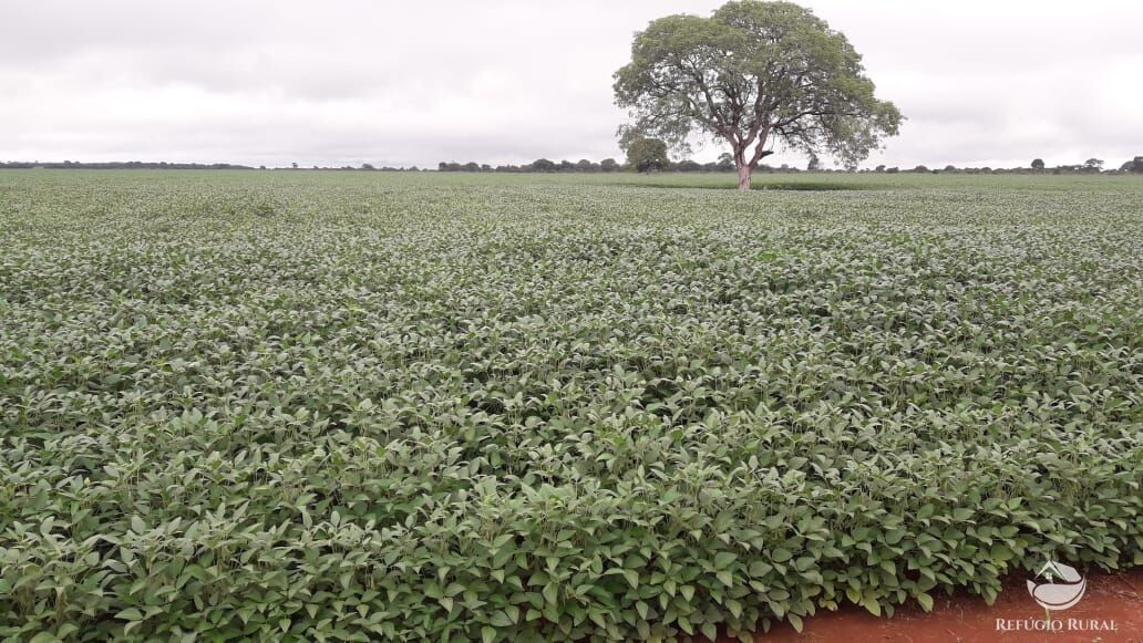 Fazenda, 1597 hectares - Foto 2