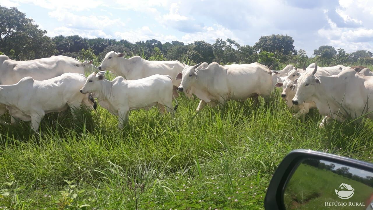 Fazenda, 1597 hectares - Foto 11