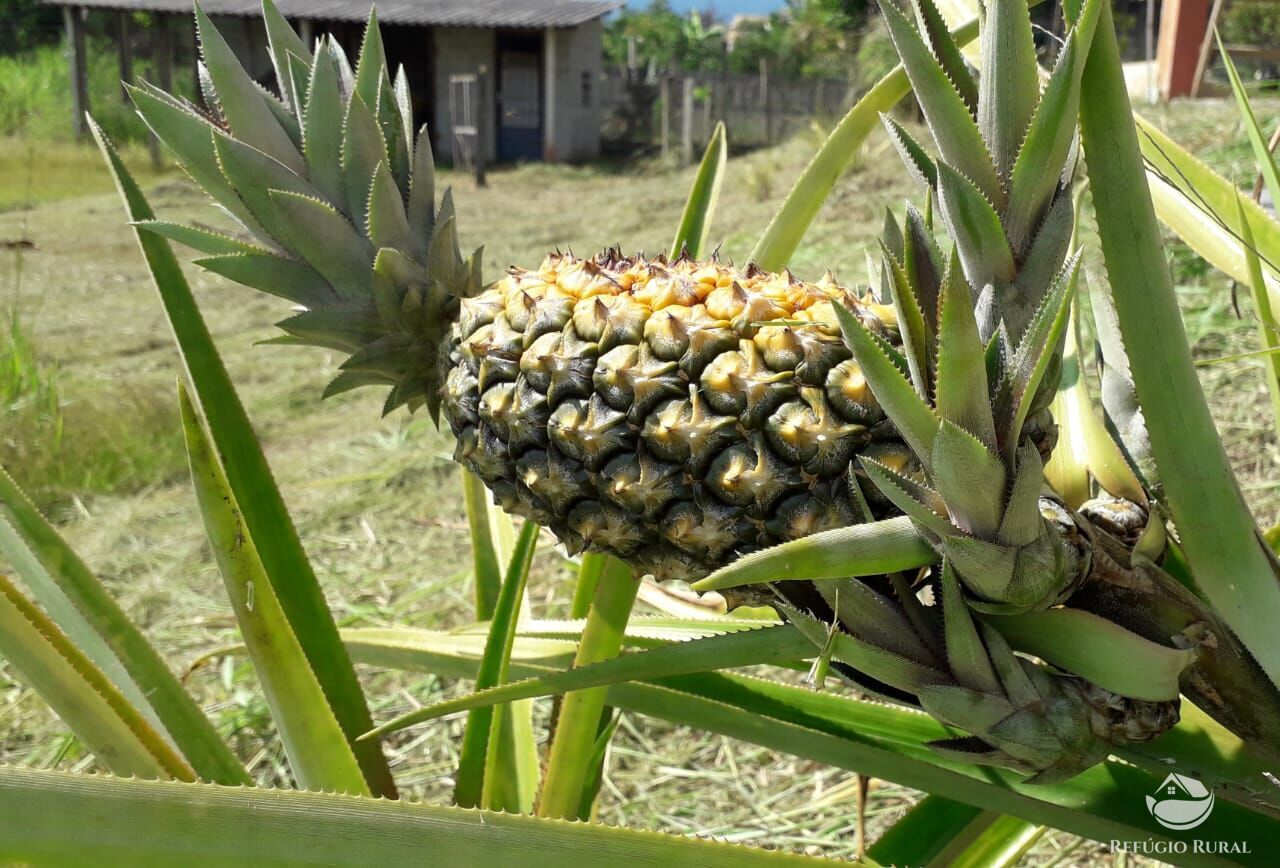 Chácara, 2 quartos, 5000 m² - Foto 13