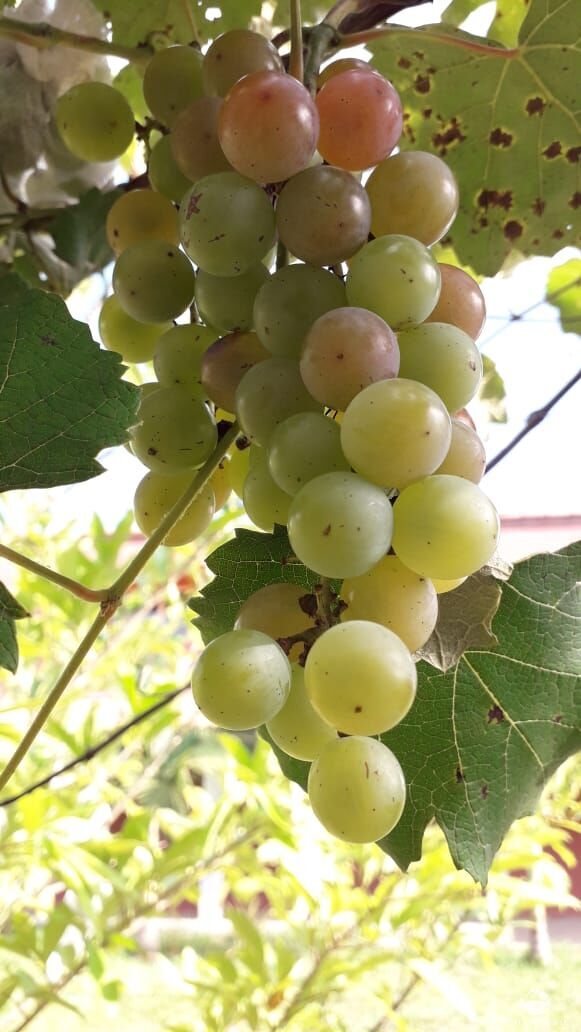 Chácara, 2 quartos, 5000 m² - Foto 14