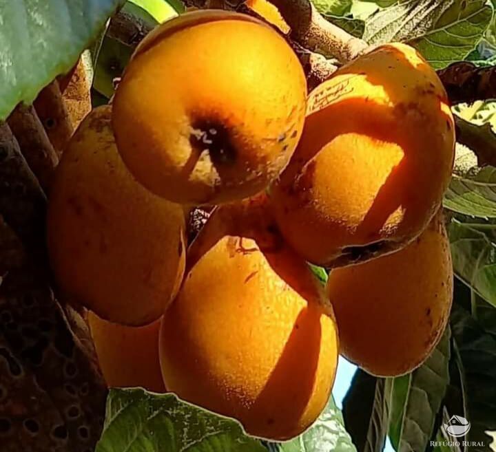 Chácara, 2 quartos, 5000 m² - Foto 12