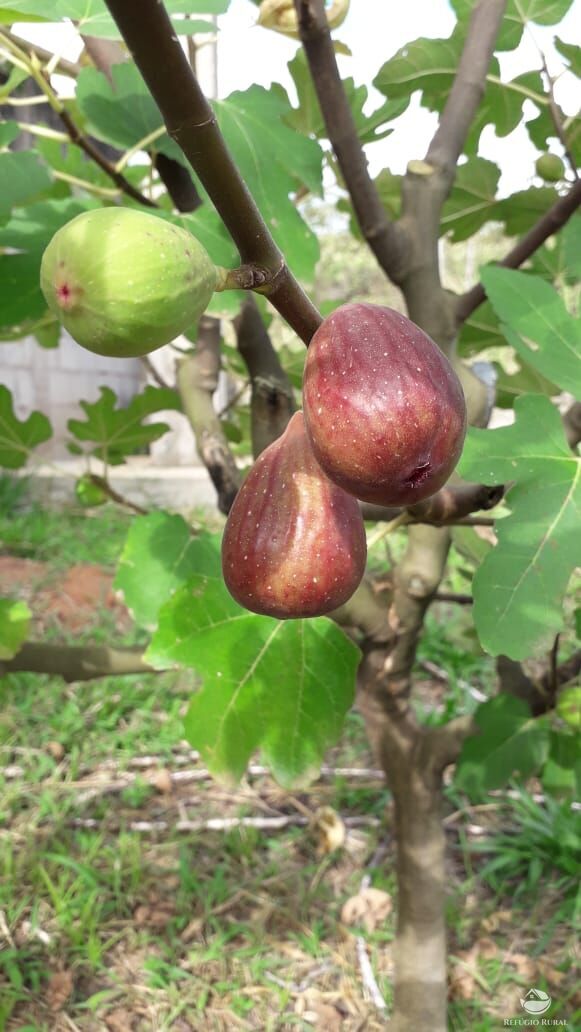 Chácara, 2 quartos, 5000 m² - Foto 15