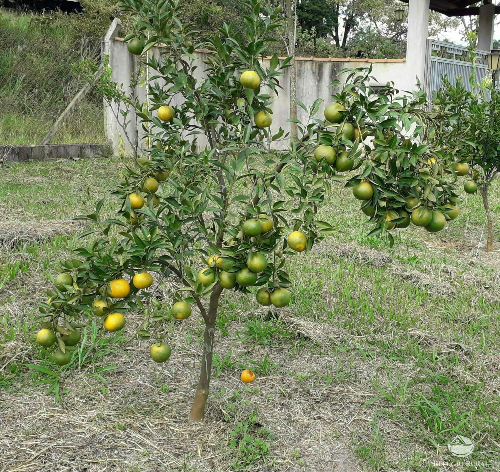 Chácara, 2 quartos, 5000 m² - Foto 10