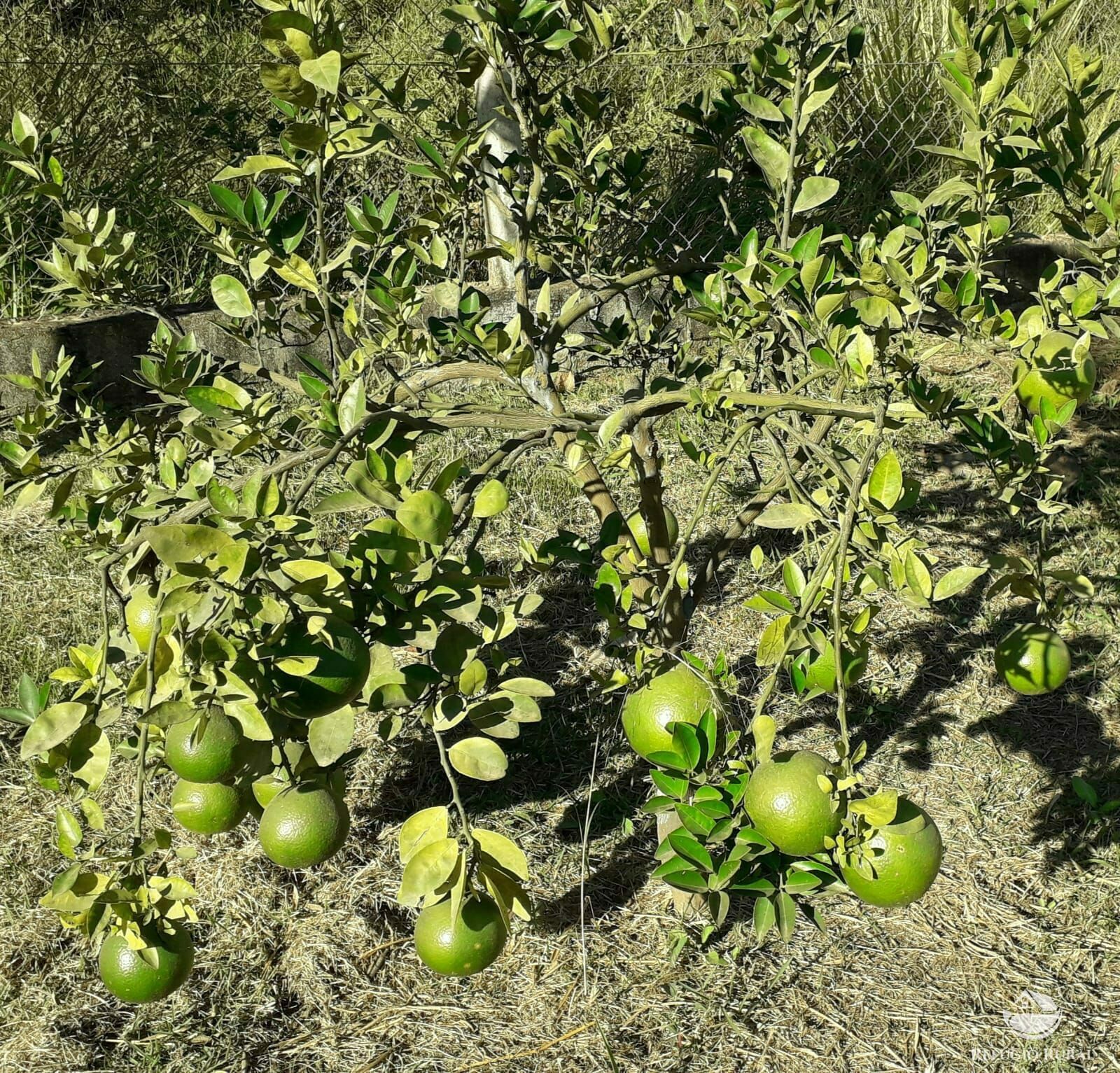 Chácara, 2 quartos, 5000 m² - Foto 11