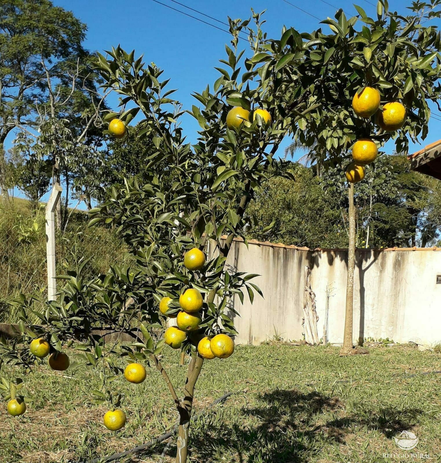 Chácara, 2 quartos, 5000 m² - Foto 9
