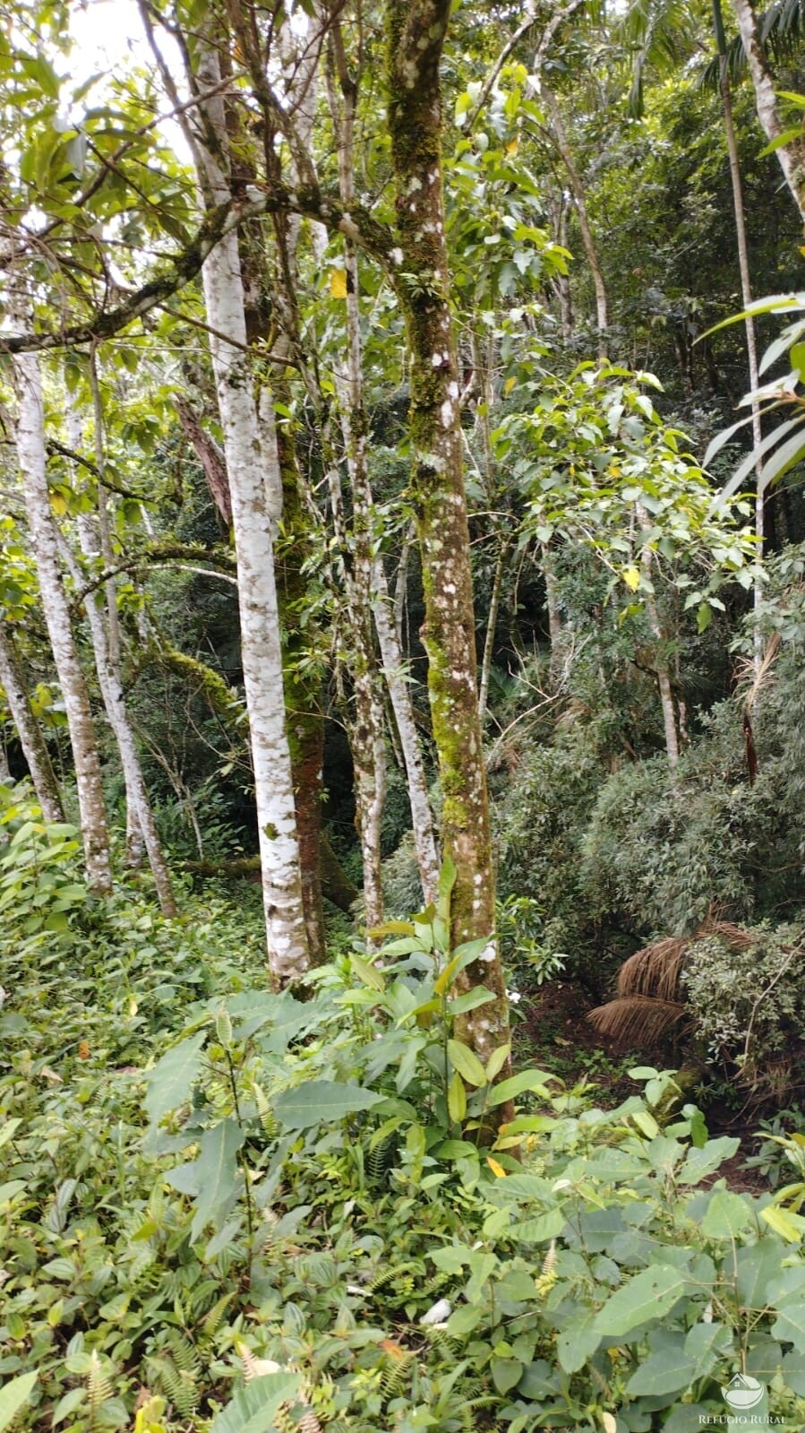 Fazenda à venda com 1 quarto, 13600m² - Foto 7