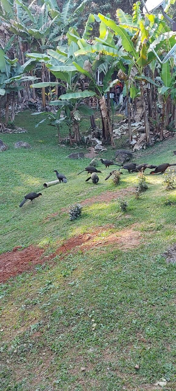 Chácara à venda com 3 quartos, 9000m² - Foto 22