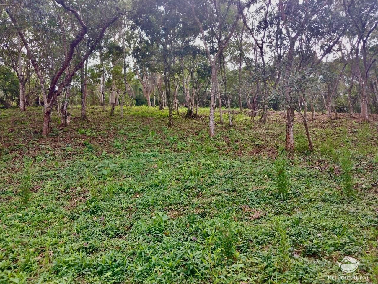 Chácara à venda com 4 quartos, 6700m² - Foto 14