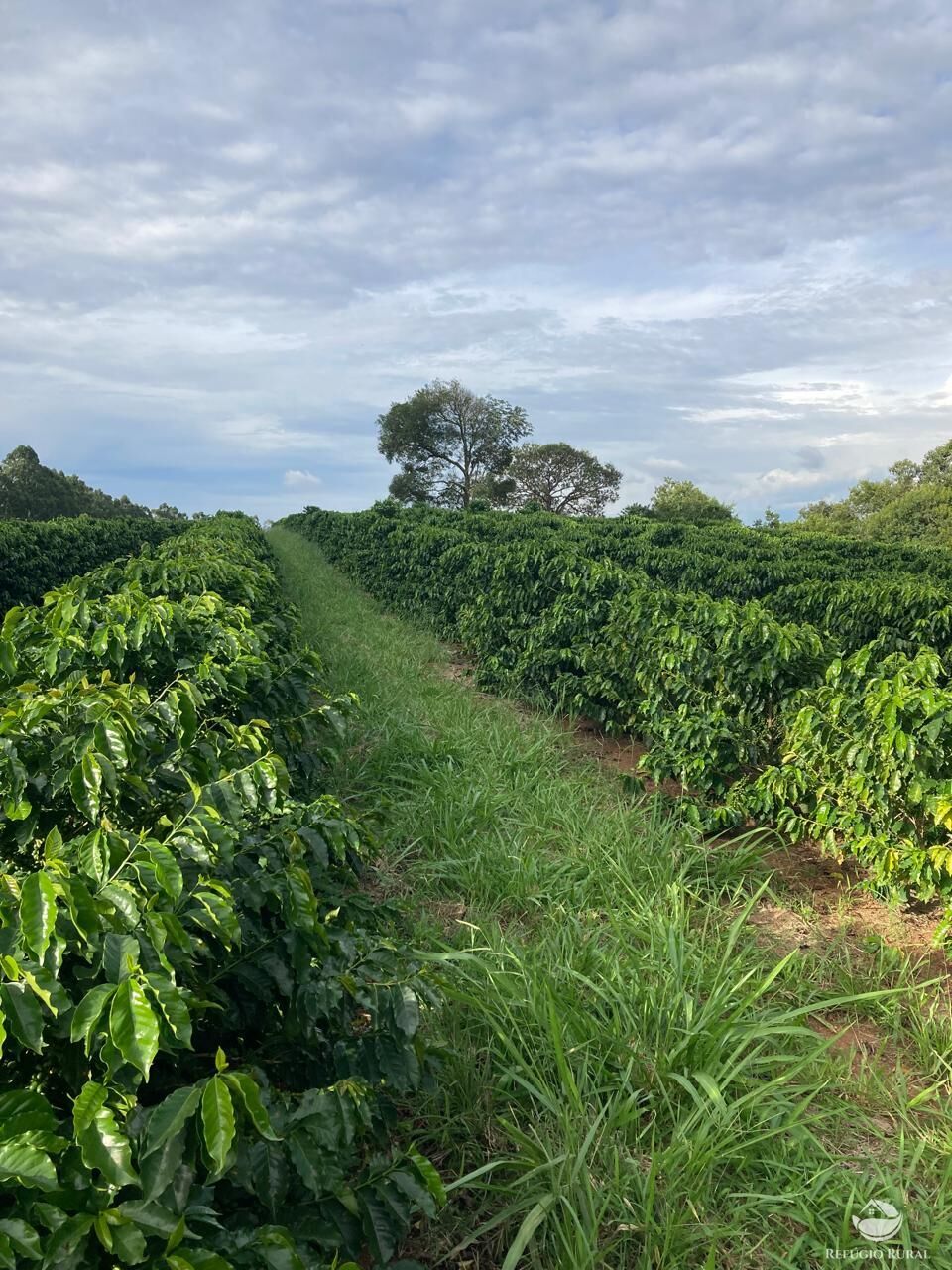 Fazenda à venda com 6 quartos, 938700m² - Foto 11