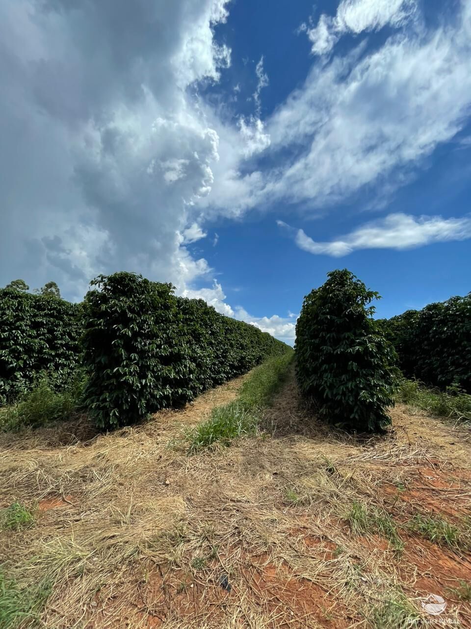 Fazenda à venda com 6 quartos, 938700m² - Foto 12