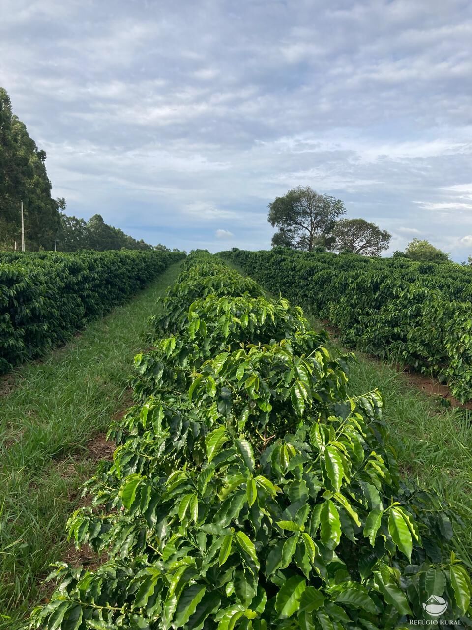 Fazenda à venda com 6 quartos, 938700m² - Foto 7