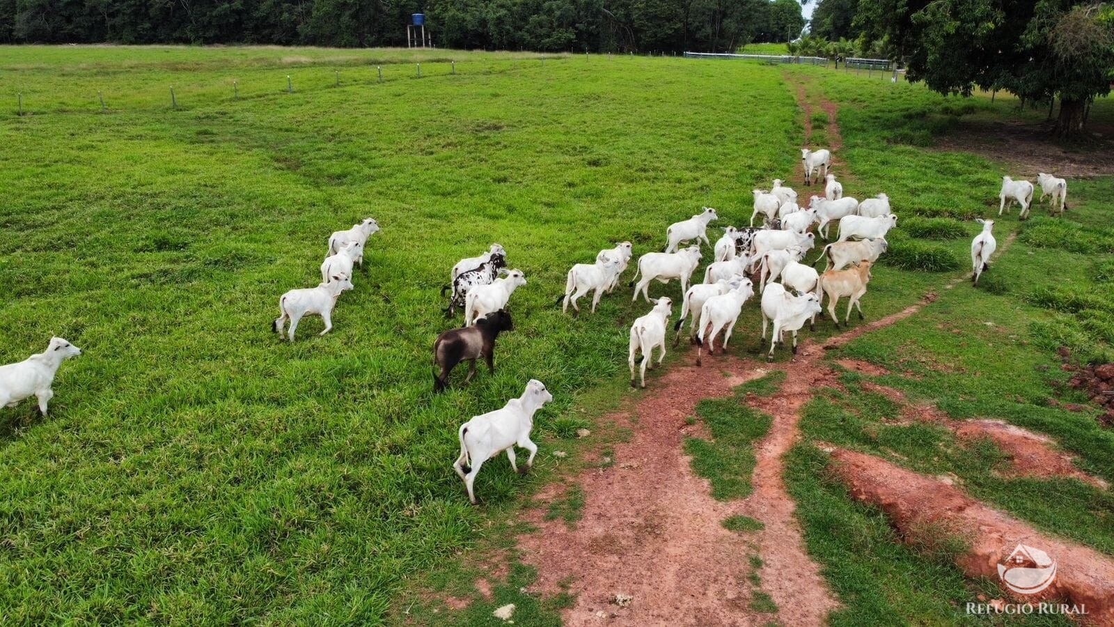 Fazenda à venda com 1 quarto, 15630000m² - Foto 5