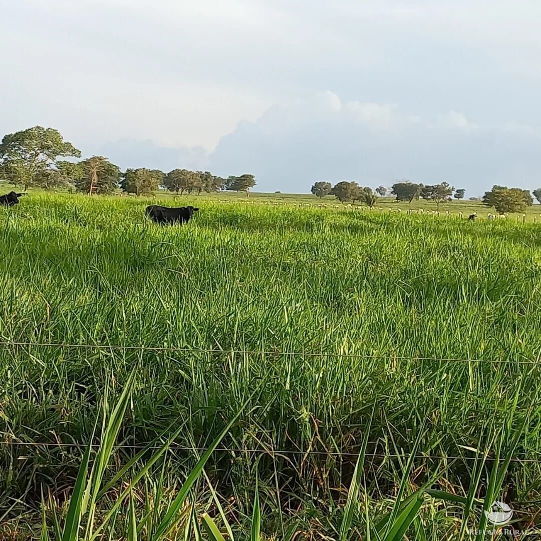 Fazenda à venda com 1 quarto, 15630000m² - Foto 34