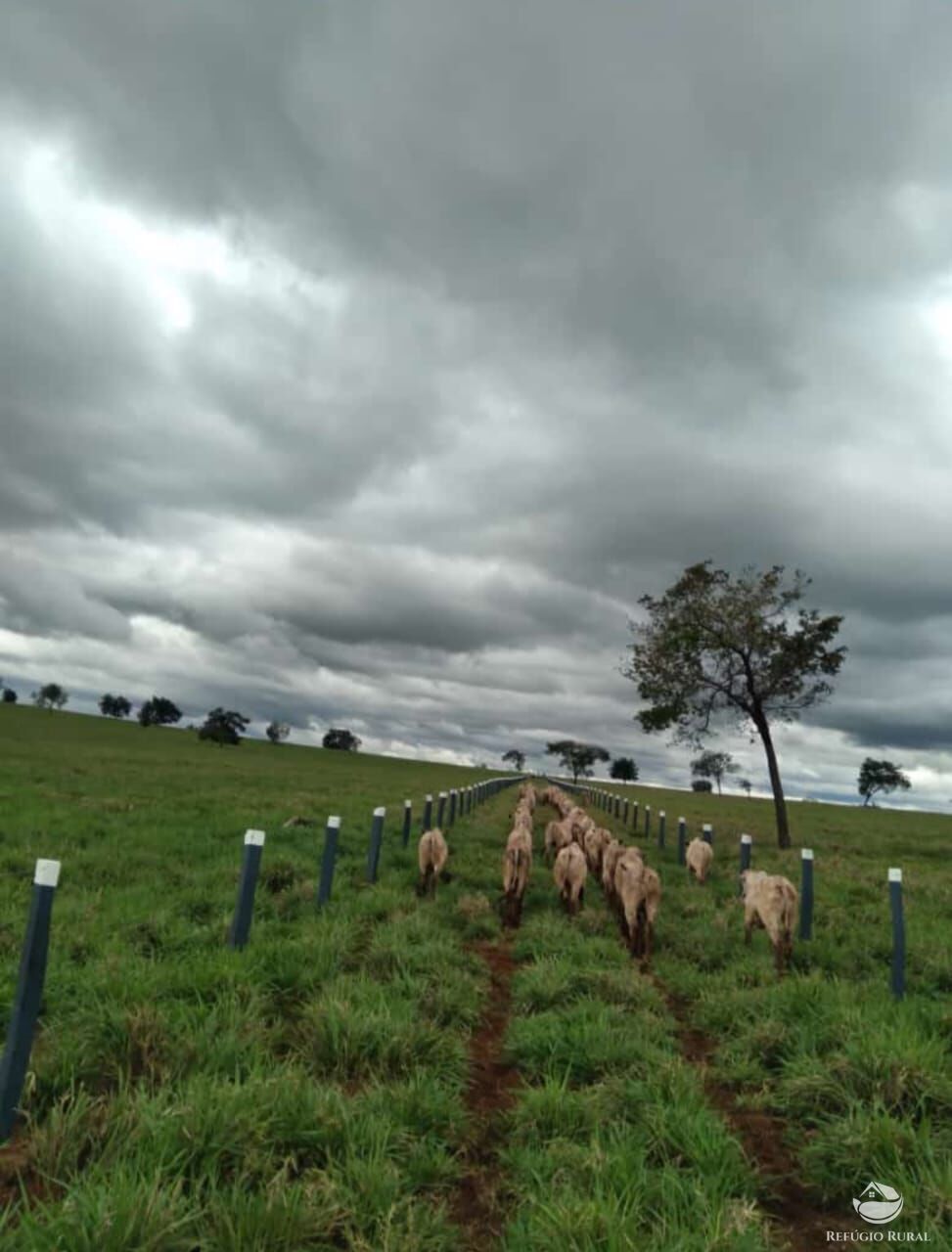 Fazenda à venda com 1 quarto, 15630000m² - Foto 35