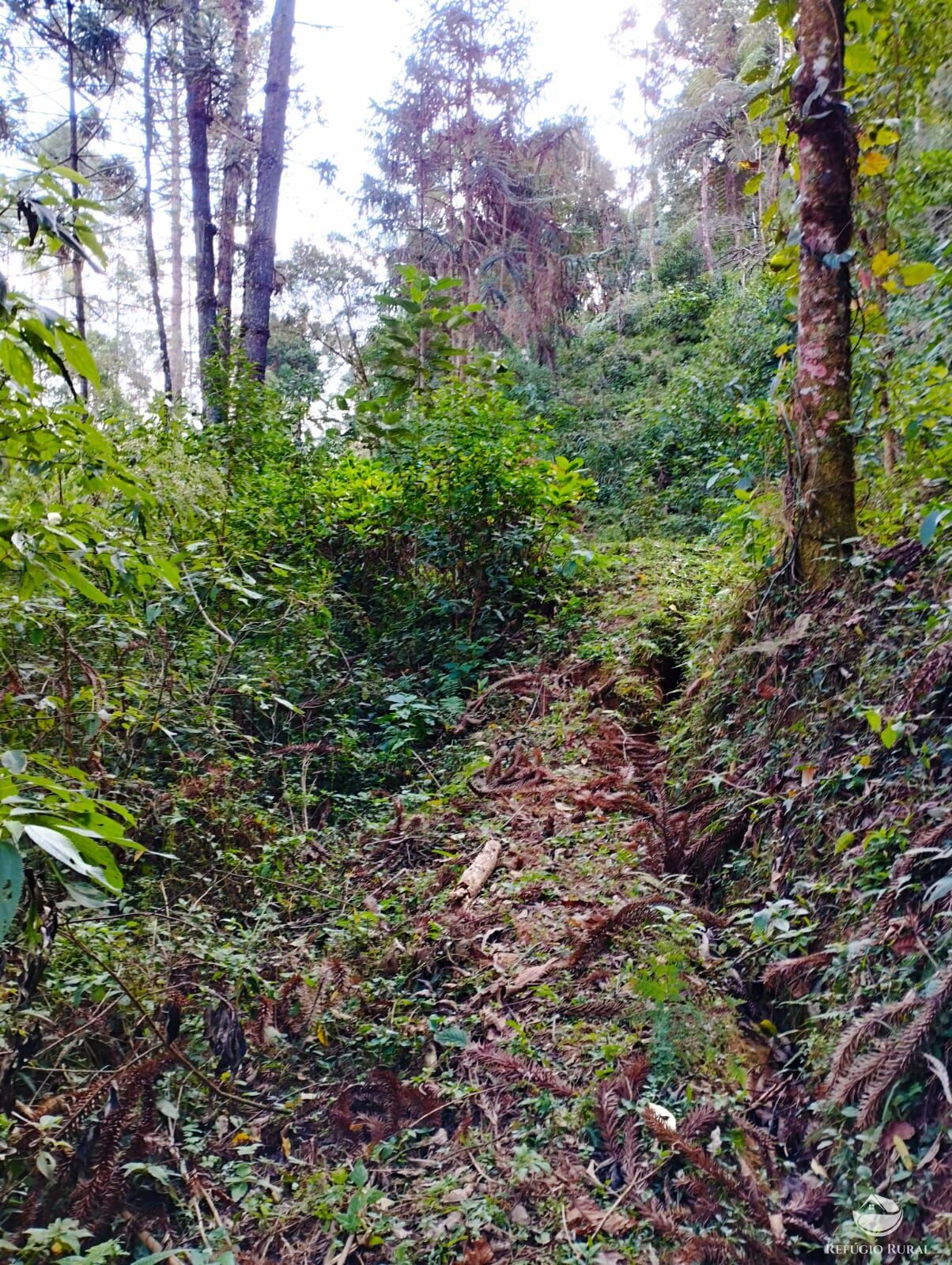 Fazenda à venda com 1 quarto, 40000m² - Foto 39