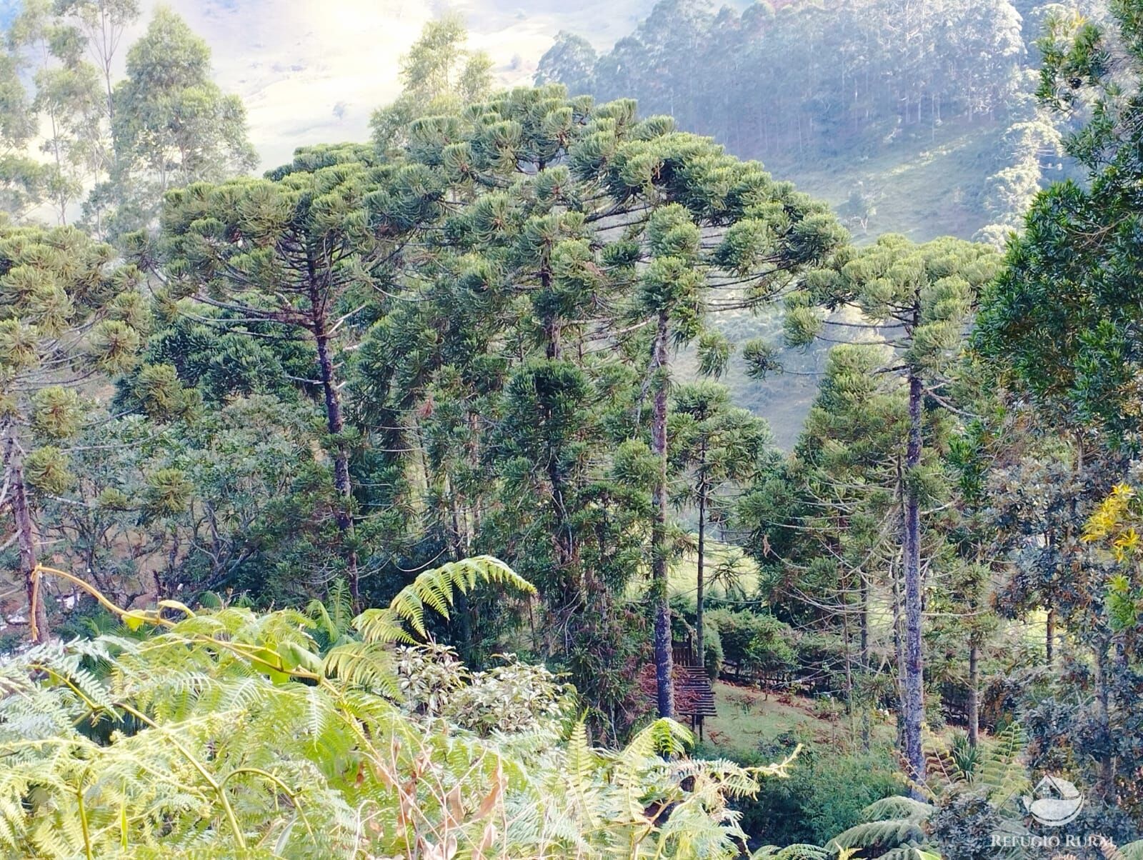 Fazenda à venda com 1 quarto, 40000m² - Foto 38