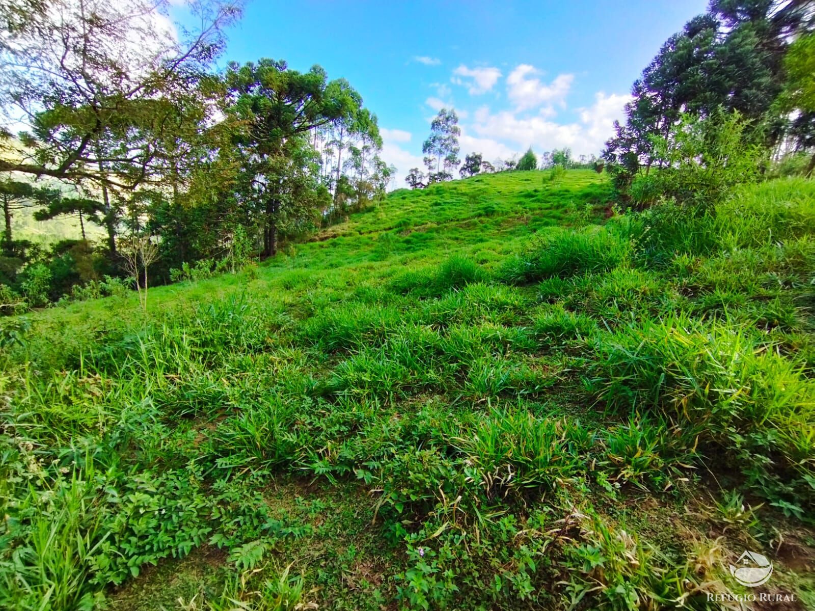 Fazenda à venda com 1 quarto, 40000m² - Foto 43