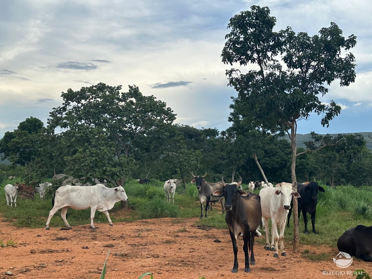 Fazenda à venda com 3 quartos, 670000m² - Foto 3