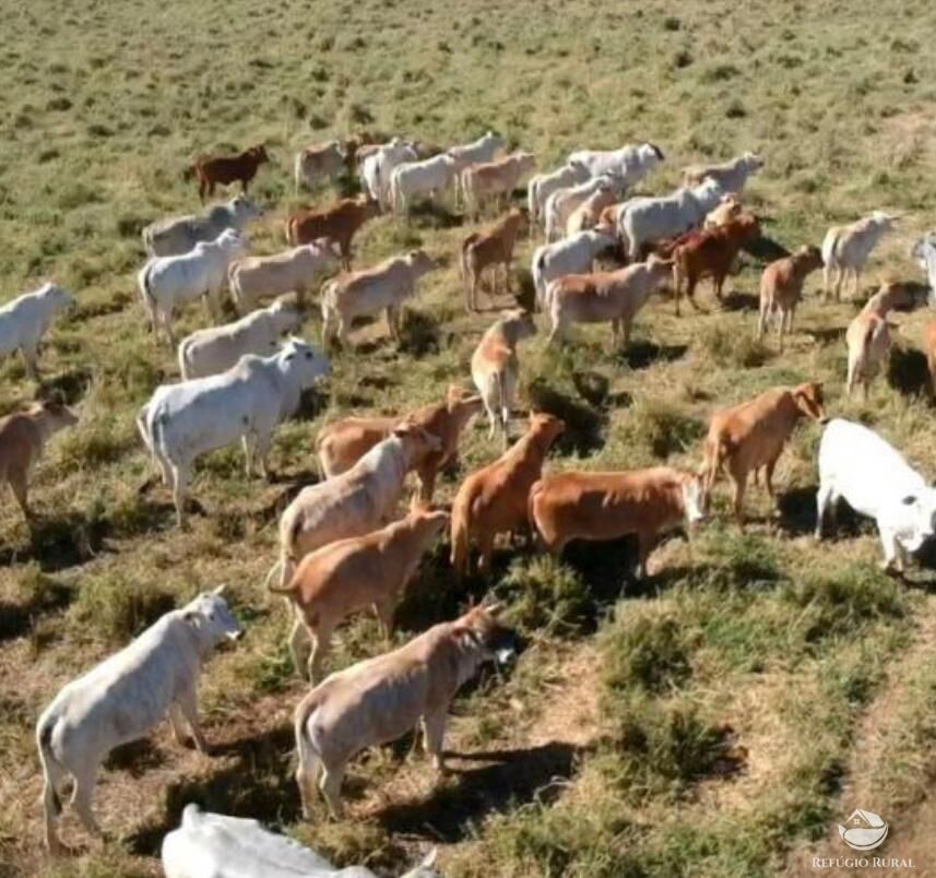 Fazenda à venda com 1 quarto, 3950000m² - Foto 11