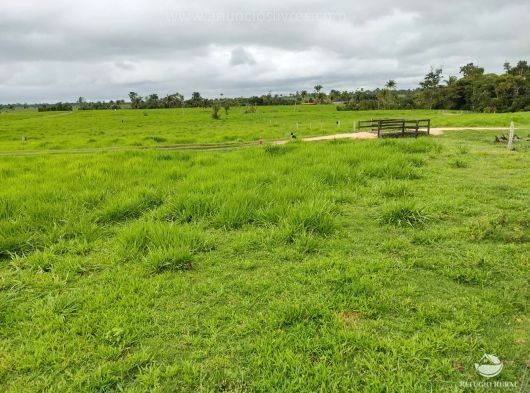 Fazenda, 484 hectares - Foto 6