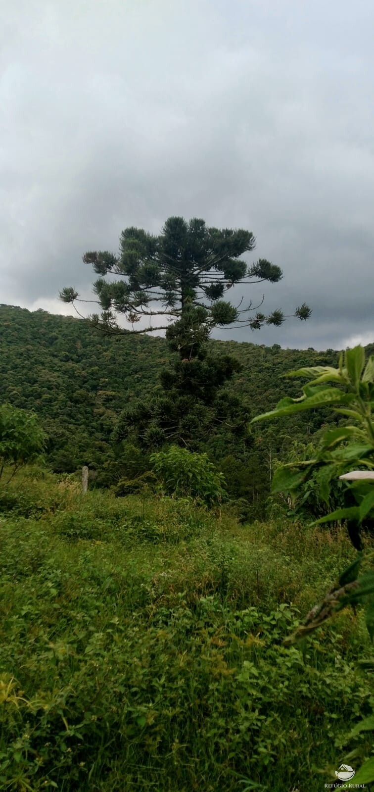 Fazenda à venda com 1 quarto, 142700m² - Foto 35