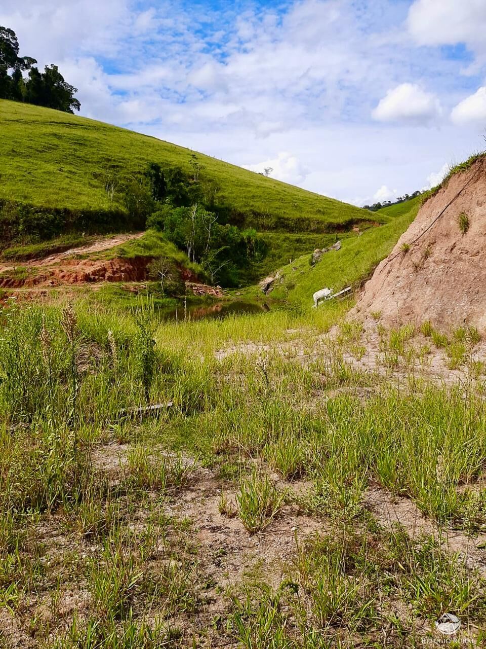 Fazenda, 150 hectares - Foto 15