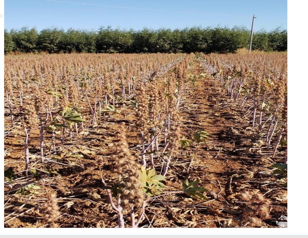 Fazenda à venda com 5 quartos, 178970000m² - Foto 12