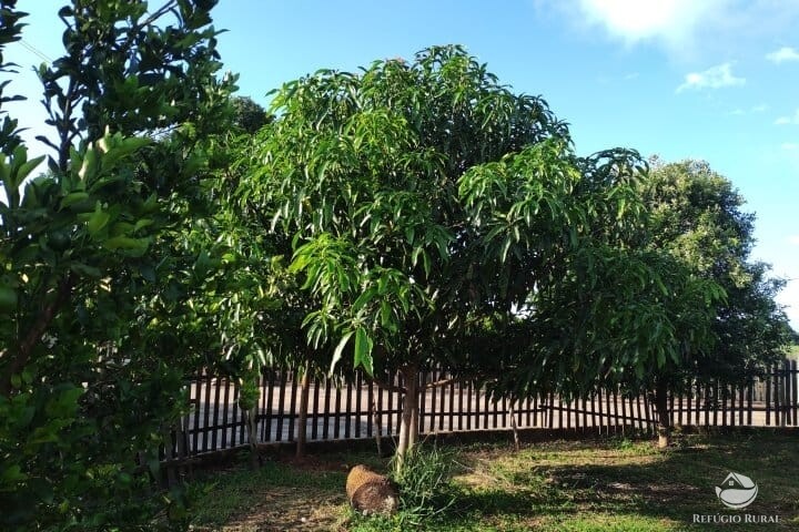 Fazenda à venda com 2 quartos, 16m² - Foto 3