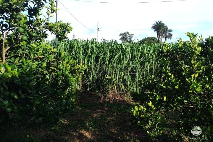 Fazenda à venda com 2 quartos, 16m² - Foto 43