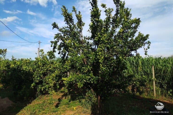 Fazenda à venda com 2 quartos, 16m² - Foto 37