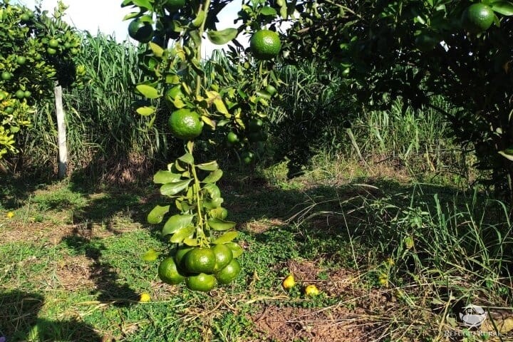 Fazenda à venda com 2 quartos, 16m² - Foto 39